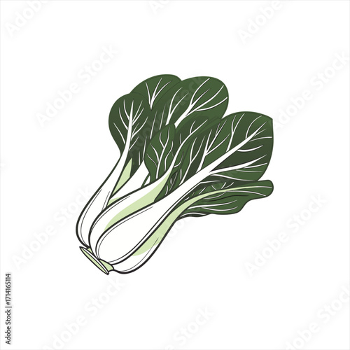Illustration of fresh bok choy on white background
