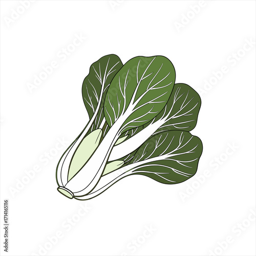 Illustration of fresh bok choy vegetables on a white background