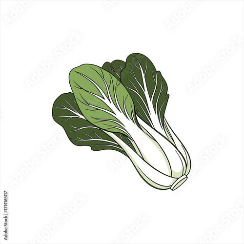 Illustration of fresh bok choy vegetables on a white background