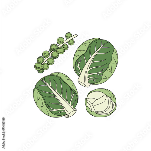 Illustration of brussels sprouts on a white background