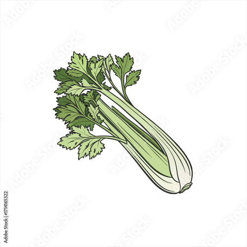 Fresh celery stalks with green leaves isolated on white background