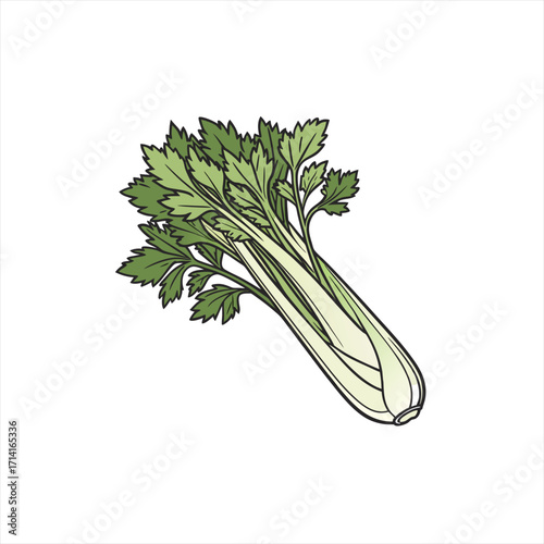 Illustration of fresh green celery stalks with leaves on a white background