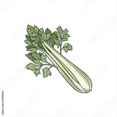 Fresh celery stalk with green leaves isolated on white background