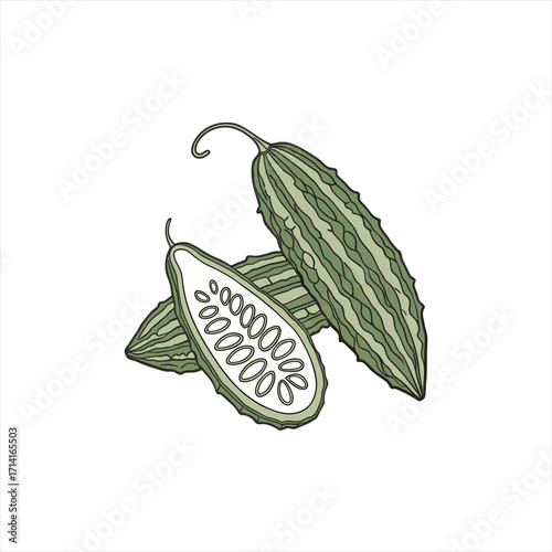 Illustration of bitter melon or bitter gourd with a slice showing seeds