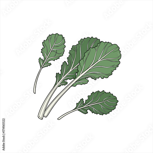 Illustration of fresh green kale leaves on a white background