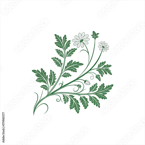 Elegant green floral vine with daisies and leaves on white background