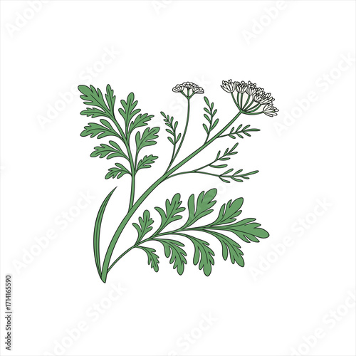 Illustration of a green plant with delicate white flowers and leaves