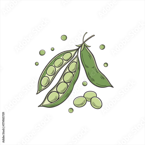 Fresh green peas in pods and scattered peas illustration
