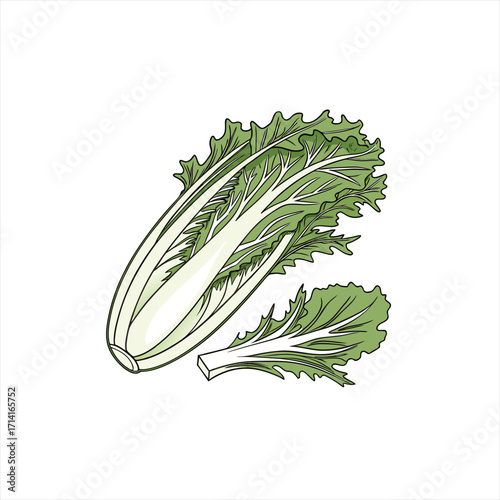 Illustration of a whole napa cabbage and a detached leaf