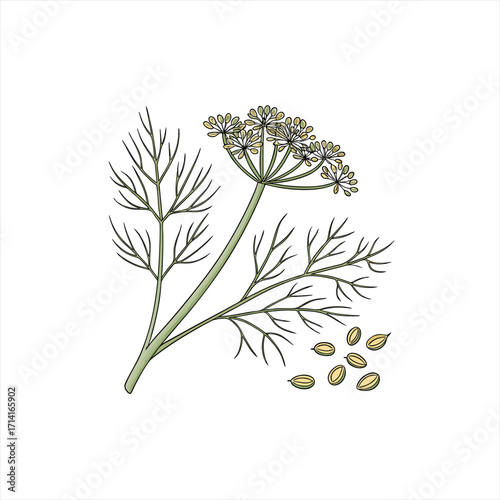 Illustration of a dill plant with flowers and seeds on a white background