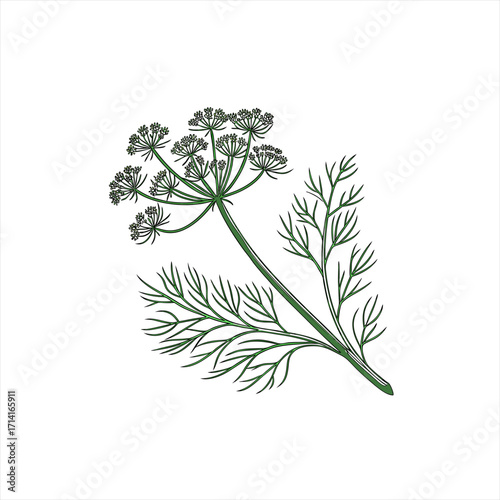 Illustration of a fresh dill plant with feathery leaves and flower heads