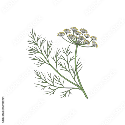 Illustration of a dill plant with feathery leaves and yellow flowers