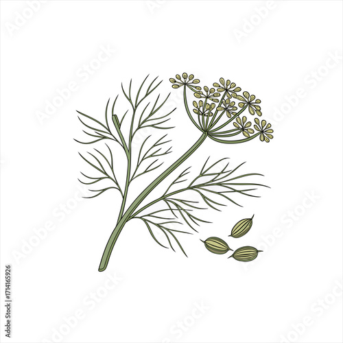 Illustration of a dill plant with seeds on a white background