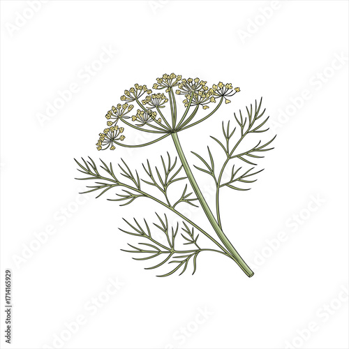 Illustration of a dill plant with delicate yellow flowers and feathery leaves