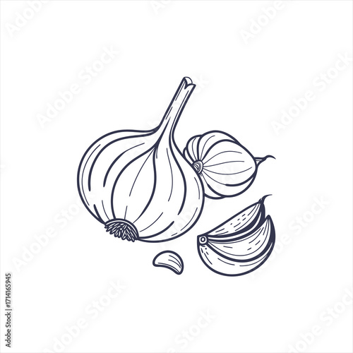 Hand drawn illustration of garlic bulbs and cloves on white background