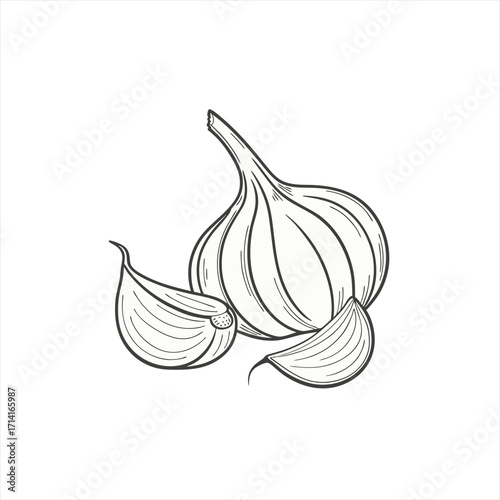 Hand drawn sketch of garlic bulb and cloves on white background