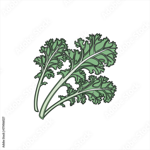 Illustration of fresh green kale leaves on a white background