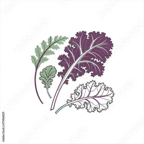 Illustration of kale leaves in shades of purple and green on a white background