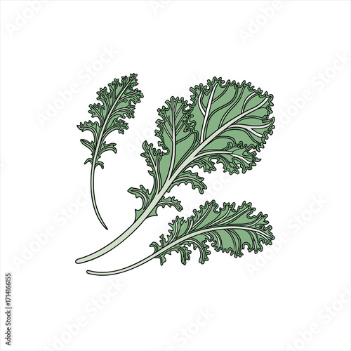 Illustration of three green kale leaves on a white background