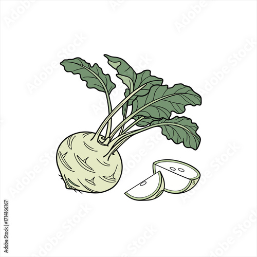 Illustration of a whole kohlrabi vegetable with leaves and two slices