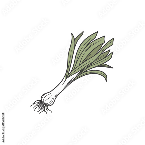 Hand drawn illustration of a single leek vegetable on a white background