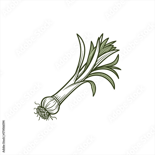 Stylized illustration of a single leek on a white background