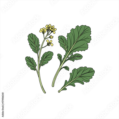 Illustration of arugula leaves and yellow flowers on a white background