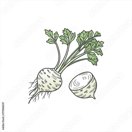 Hand drawn illustration of a celeriac root with leafy green tops and a slice