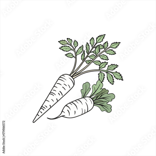 Illustration of two white radishes with green leaves on a white background