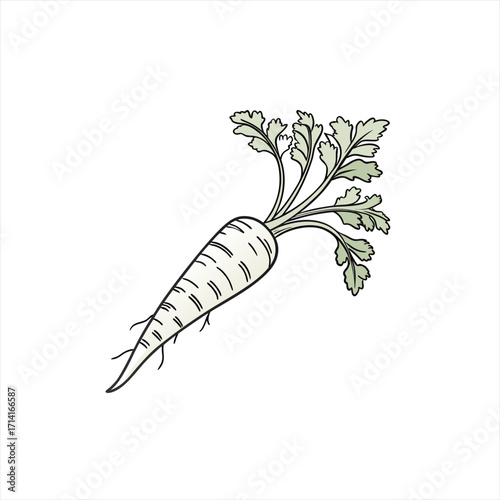 Hand drawn illustration of a parsnip vegetable with green leaves