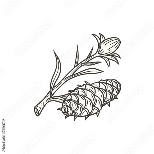 Botanical illustration of a pine cone and a flower bud on a stem
