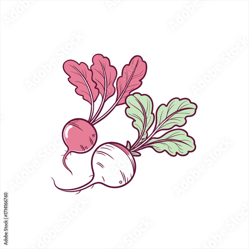 Two radishes with green and pink leaves hand drawn illustration