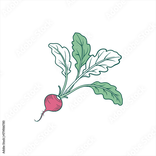 Illustration of a single fresh radish with green leaves isolated on white background
