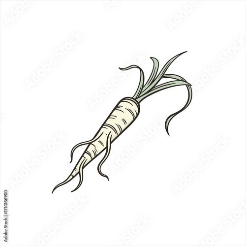 Illustration of a single parsnip root vegetable with green leaves