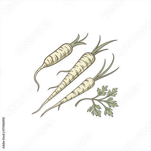 Three parsnips with green leaves on a white background illustration