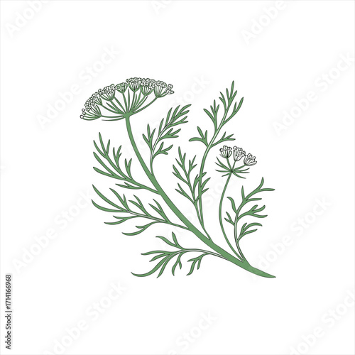 Green dill plant with delicate flowers and feathery leaves on white background