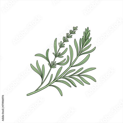 Hand drawn illustration of a lavender sprig with green leaves