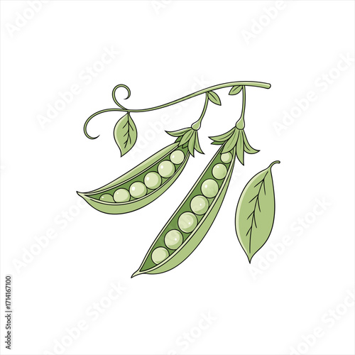 Fresh green peas in pods with leaves and tendrils on a white background