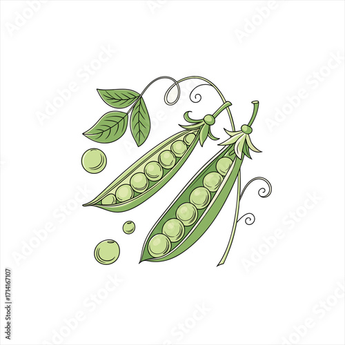 Fresh green peas in pods with leaves and tendrils on a white background