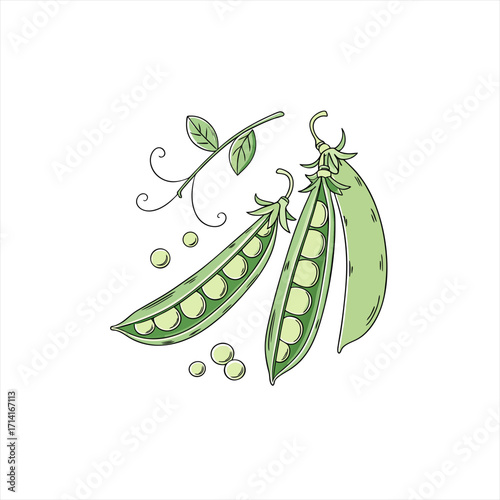 Fresh green peas in pods with leaves and tendrils on white background