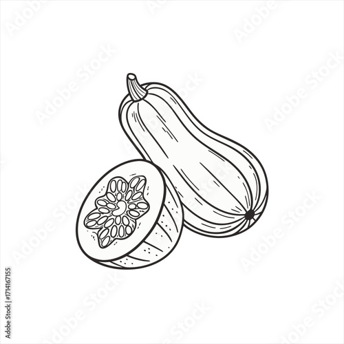 Hand drawn butternut squash with cross section showing seeds