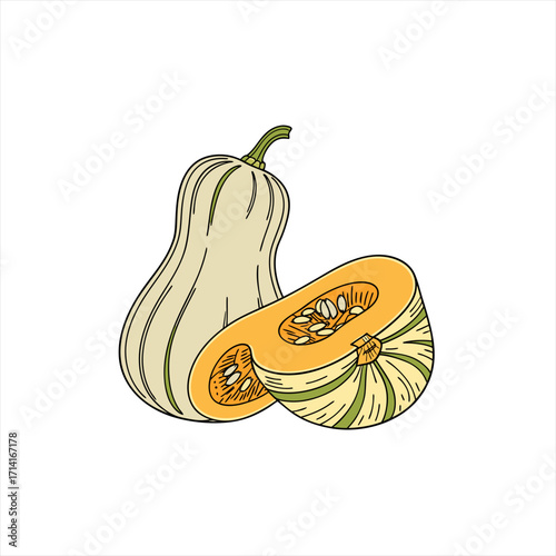 Butternut squash illustration with one whole and one halved squash