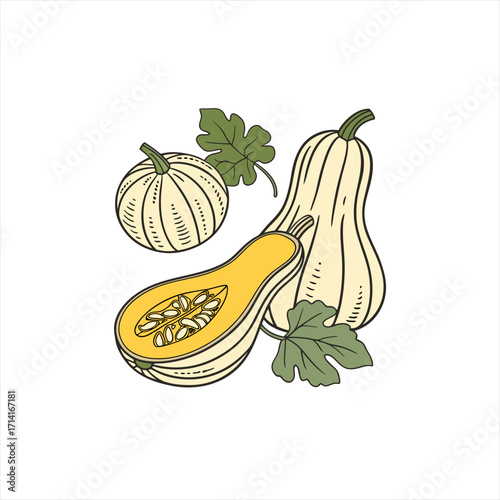 Illustration of butternut squash and round pumpkin with leaves