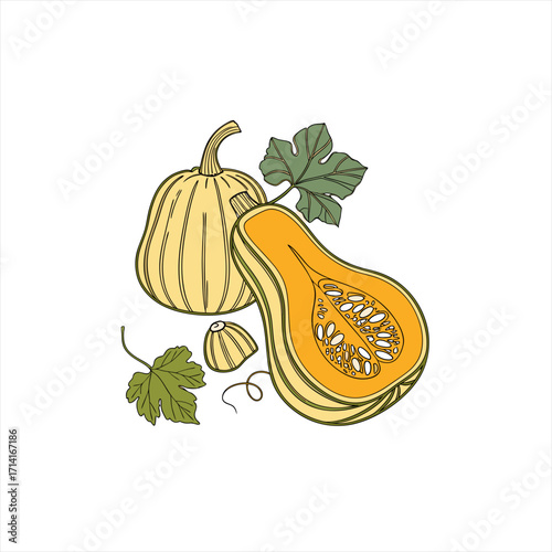 Butternut squash and leaves illustration on white background