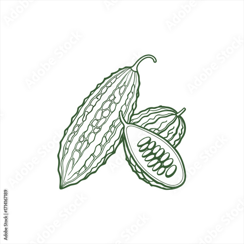 Line art illustration of bitter melon vegetable