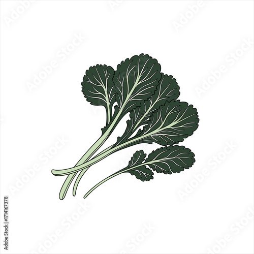 Illustration of a bunch of fresh dark green kale leaves on a white background