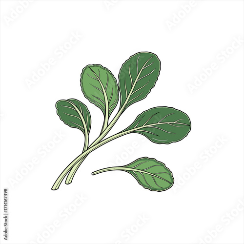 Illustration of green kale leaves on a white background