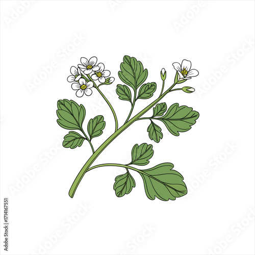 Illustration of a flowering plant with green leaves and white blossoms