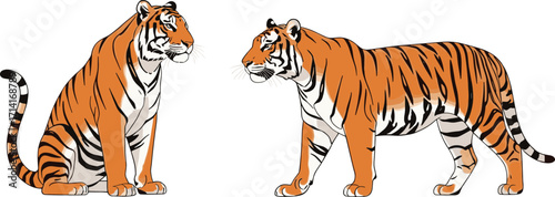Two Bengal tigers illustration, wild tiger artwork, big cat animal drawing, wildlife predator vector, detailed tiger design, striped feline art, nature
