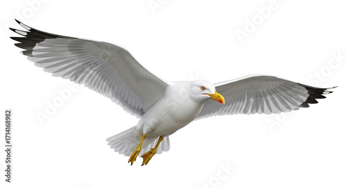 Isolated gull with outspread wings, soaring with a strong posture and a majestic appearance
